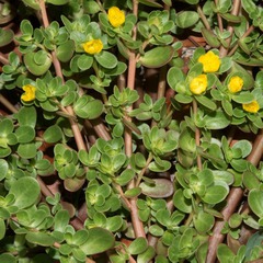 Portulaca oleracea