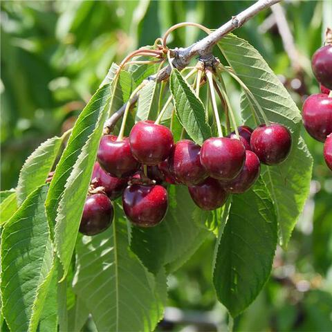 Prunus avium bing