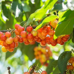 Prunus avium rainier