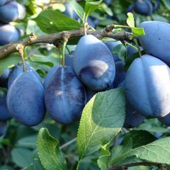 Prunus domestica stanley