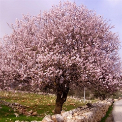 Prunus dulcis