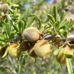 Prunus fasciculata