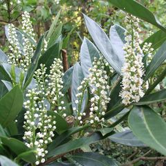 Prunus laurocerasus