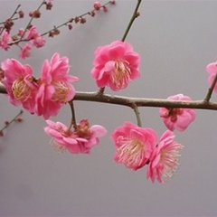 Prunus mume kobai