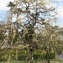 Prunus mume pendula