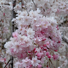 Prunus pendula pendula rosea