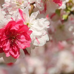 Prunus persica pendula