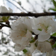 Prunus persica reliance