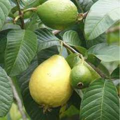 Psidium guajava