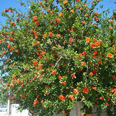 Punica granatum california sunset