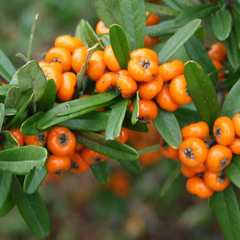 Pyracantha angustifolia