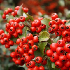 Pyracantha coccinea
