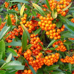 Pyracantha gibbsii