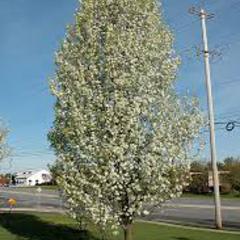 Pyrus calleryana cleveland select