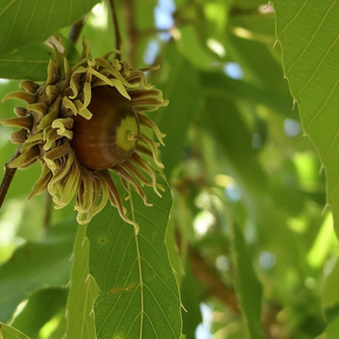 Quercus acutissima