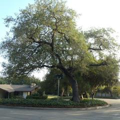 Quercus engelmannii