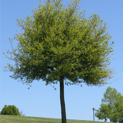 Quercus virginiana