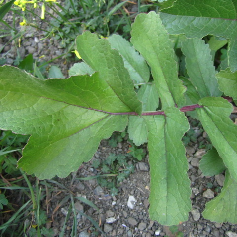 Raphanus bipinnatus bloomsdale
