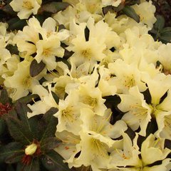 Rhododendron