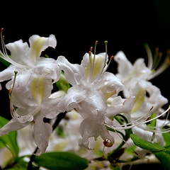 Rhododendron alabamense