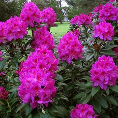 Rhododendron anah kruschke