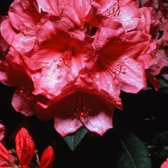 Rhododendron anna rose whitney