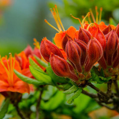 Rhododendron calenduulaceum