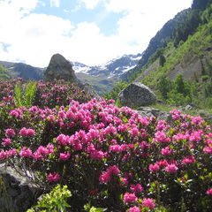 Rhododendron hybrids