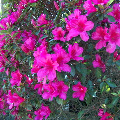 Rhododendron indicum