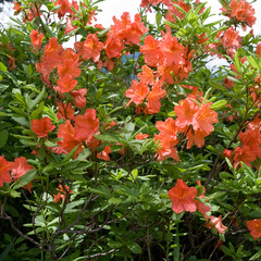 Rhododendron japonicum