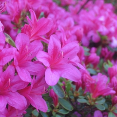 Rhododendron obtusum