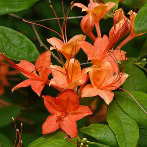 Rhododendron prunifolium
