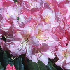 Rhododendron scintallation