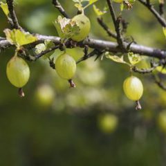 Ribes lobbii