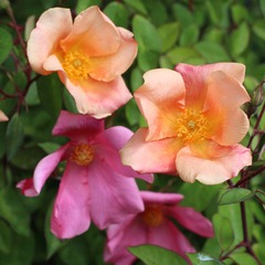 Rosa chinensis