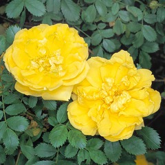 Rosa foetida