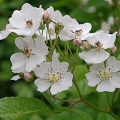 Rosa multiflora