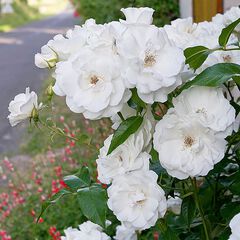 Rosa white iceberg