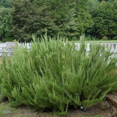 Rosmarinus officinalis arp