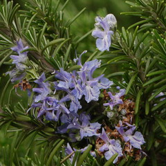 Rosmarinus officinalis gorizia