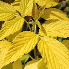 Rubus idaeus