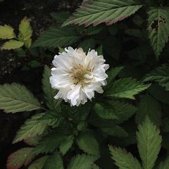 Rubus rosifolius coronarius