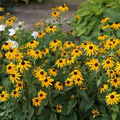 Rudbeckia fulgida