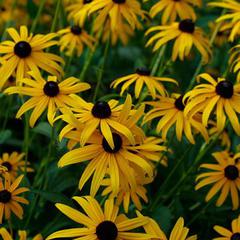 Rudbeckia fulgida var sullivantii goldstrum