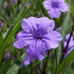 Ruellia simplex