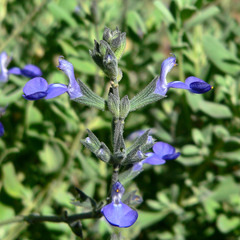 Salvia chamaedryoides