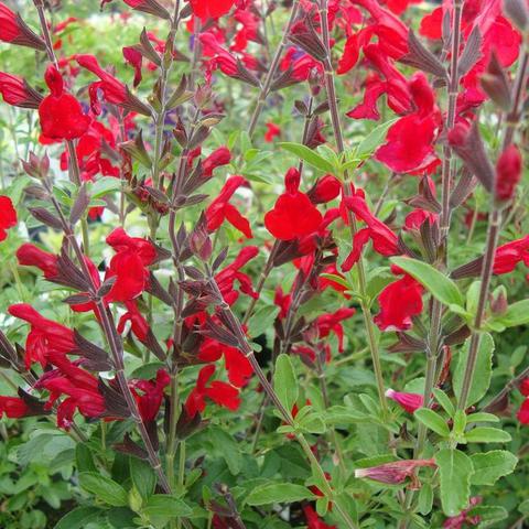 Salvia greggii