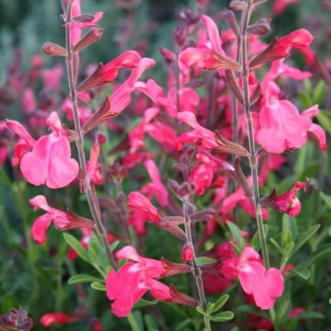 Salvia greggii lipstick