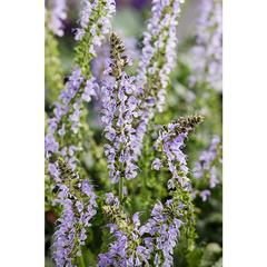 Salvia nemorosa