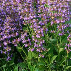 Salvia officinalis